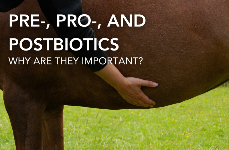Pre-, Pro-, and Postbiotics: Why Are They Important? | Equine Science Matters™